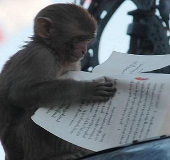 monkeyreading.JPG