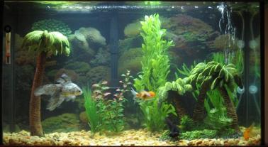 fishtanks.JPG